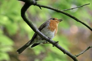 Themenwanderung: Wir lauschen den Vogelstimmen