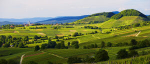 Auf dem Wiwegli im Markgräflerland @ Info bei Anmeldung | Baden-Baden | Baden-Württemberg | Deutschland