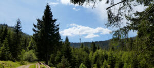 Pflegeaktion auf der Hornisgrinde @ Hornisgrinde Aussichtsturm | Sasbach | Baden-Württemberg | Deutschland